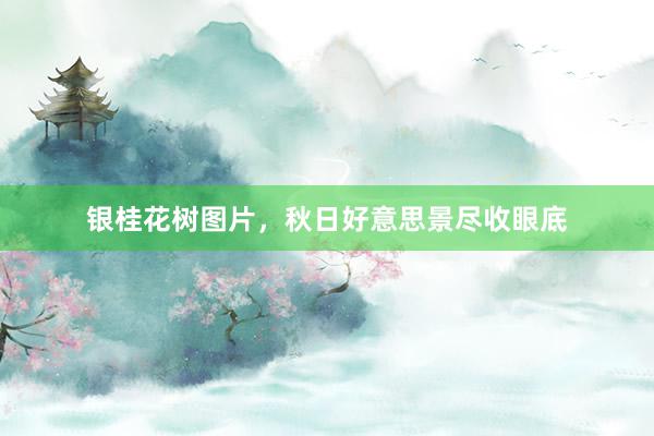 银桂花树图片，秋日好意思景尽收眼底